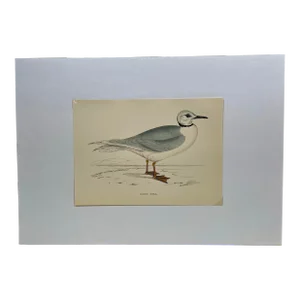 Antique Hand Tinted Bird Print From England Featuring a Majestic Ross’s Gull - Circa 1888