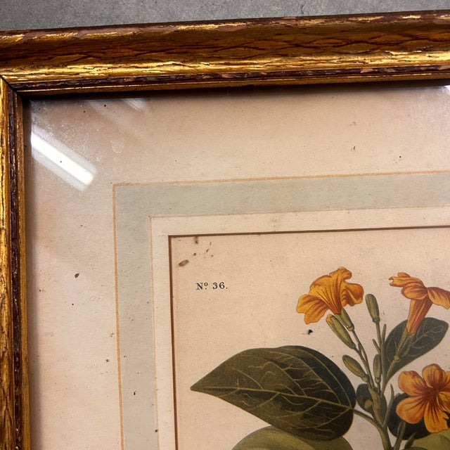 Wood Mid 20th Century Framed Audubon “White-Crowned Pigeon” Print – Vintage Ornithological Illustration For Sale - Image 7 of 9