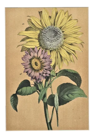 Matted French 1860's Botanical Chromolithograph-Sunflower, Matted