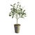 100% realistic a perfect copy of an olive tree. This dropin is a nomaintenance work of art. Complete with a wellsuited...