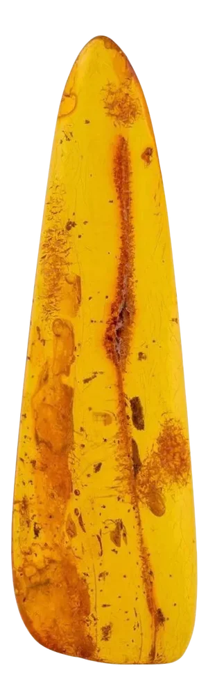 Eocene Epoch Fossilized Insect Inclusions Specimen