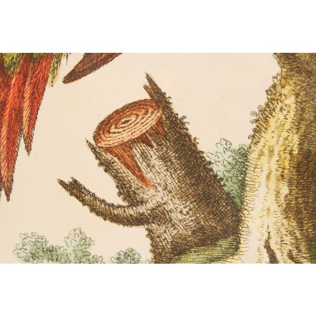 Gold George Edwards Ornithological Print, 'Paradise Parrots II' For Sale - Image 8 of 12
