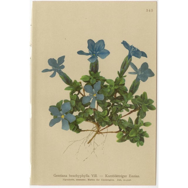 Late 19th Century Alpine Gentian Botanical Illustrations, 1897, Set of 4 For Sale - Image 5 of 9