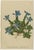 Late 19th Century Alpine Gentian Botanical Illustrations, 1897, Set of 4 For Sale - Image 5 of 9