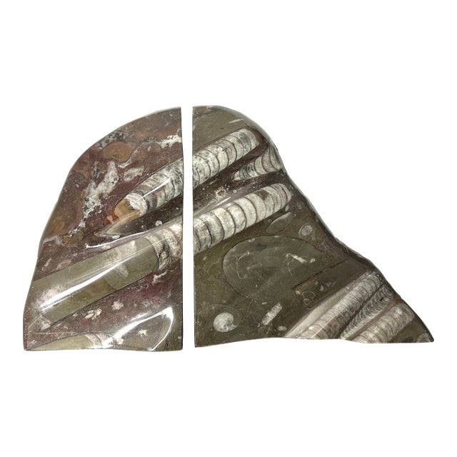 Book Ends Fossil Ammonite & Orthoceras Nautical Stone - A Pair For Sale