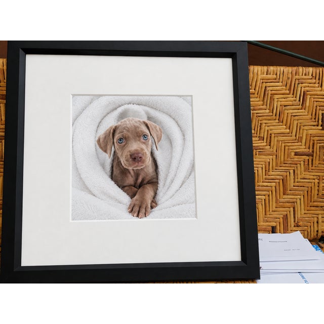 Photography 1980s Framed William Wegman Photo “ Puppy Series” Signed For Sale - Image 7 of 8