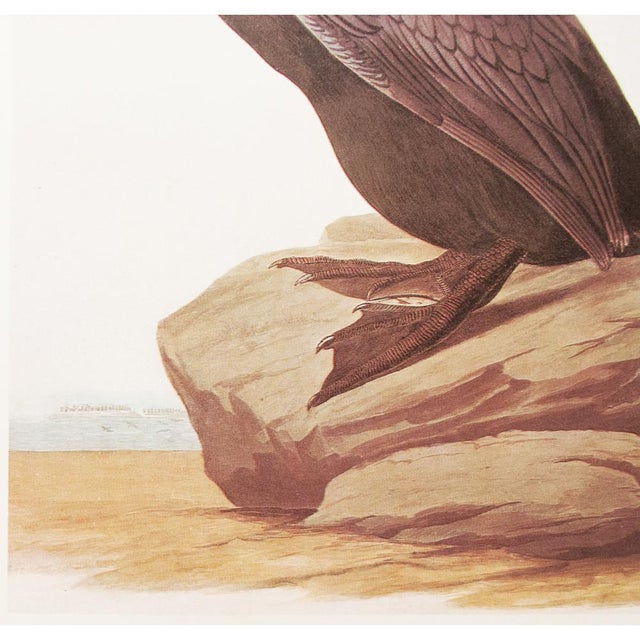 1966 Vintage Cottage Print "Double-Crested Cormorant" After John James Audubon For Sale In Dallas - Image 6 of 9