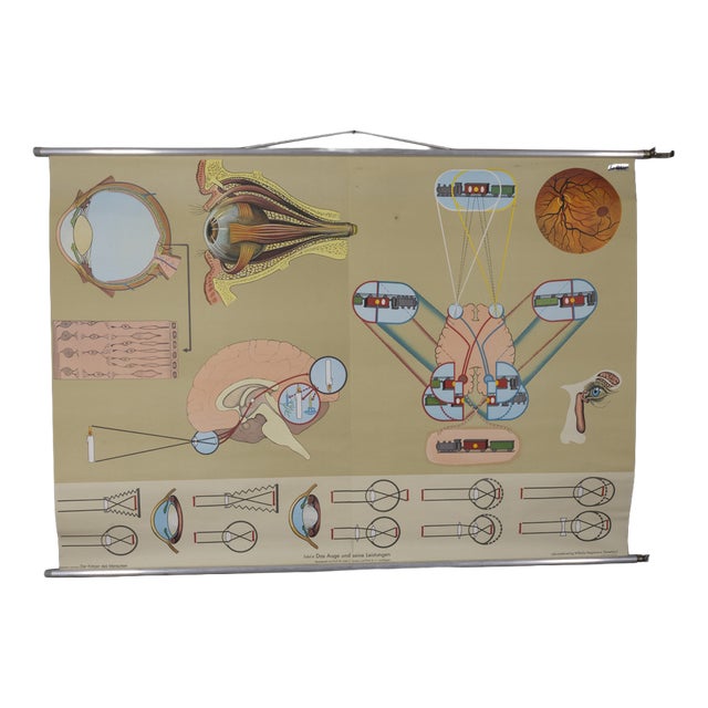 Vintage School Poster the Eye and Its Functions from Lehrmittelverlag Wilhelm Hagemann, 1970s For Sale