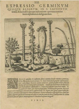 Botanical Illustration of Saint Lawrences Seeds and Plants, 1601, Paper