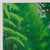 Path Through the Forest Poster after David Hockney For Sale - Image 3 of 6