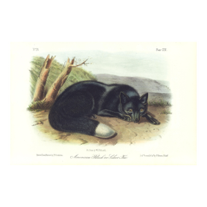 1854 Audubon Quadruped Octavo Lithograph "Plate 116 American Black or Silver Fox"