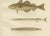 Atlantic Cod, Haddock, Garfish, and Sand Eel - Diverse Scandinavian Fish Lithograph This magnificent 19th-century...