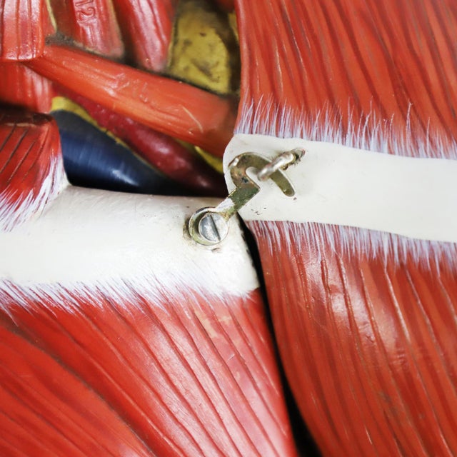 Circa 1960. We offer this complete Mexican Anatomical Medical Teaching Display. All pieces such as organs and the interior...