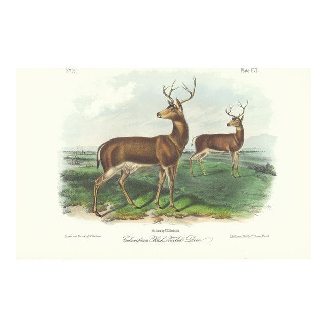 1854 Audubon Quadruped Octavo Lithograph "Plate 106 Columbian Black-Tailed Deer" For Sale
