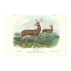 1854 Audubon Quadruped Octavo Lithograph "Plate 106 Columbian Black-Tailed Deer"