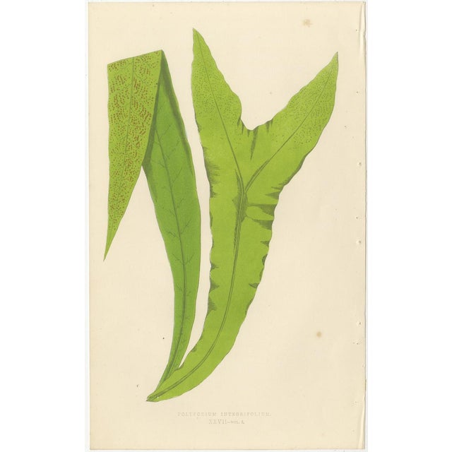 Fern Collection with English Species Names, 1856, Lithograph, Set of 10 For Sale - Image 11 of 14