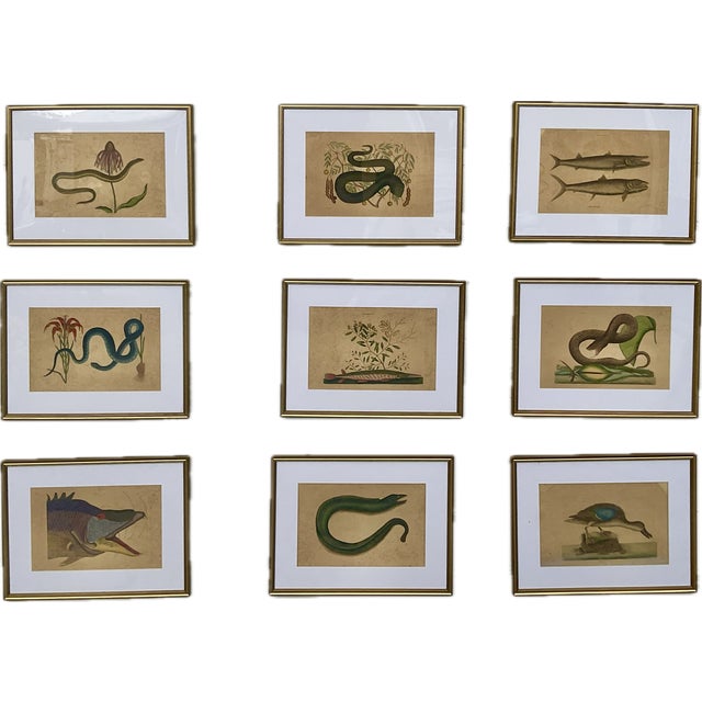 18th Century Framed Engravings by Mark Catesby, Set of Nine Natural History Art For Sale - Image 17 of 17