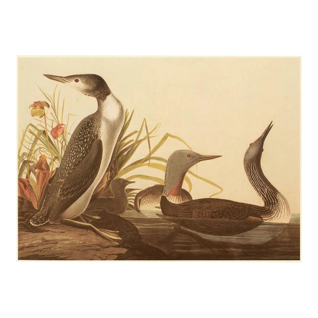 1966 Vintage Cottage XL Print "Red Throated Diver" After John James Audubon For Sale