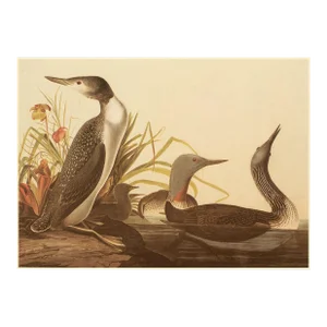 1966 Vintage Cottage XL Print "Red Throated Diver" After John James Audubon