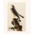 A stunning vintage Cottage or Farmhouse Style reproduction of the original lithographic print of Pigeon Hawk After John...