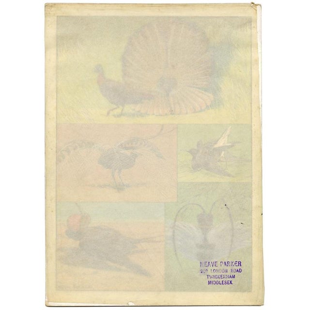 1950s William Neave Parker, Bird Courtship Illustration, 1950s, Gouache Drawing For Sale - Image 5 of 9