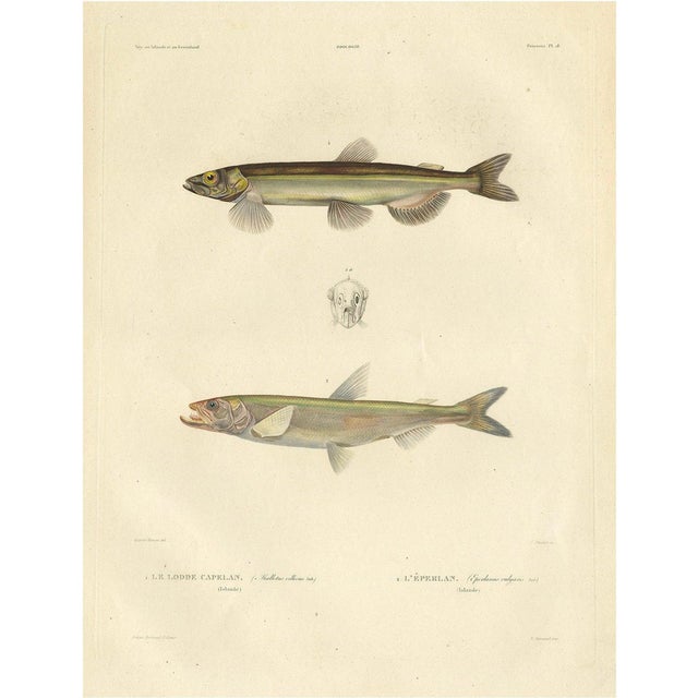 Bévalet, Capelin & Smelt from Gaimard Voyage, 1842, Print For Sale