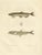 Bévalet, Capelin & Smelt from Gaimard Voyage, 1842, Print For Sale