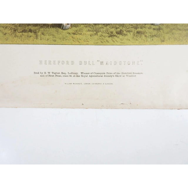 Antique circa 1880's chromolithograph of Hereford bull "Maidstone". Published by: William Mackenze, London, Edinburgh &...