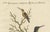 After George Edwards, Large Red and Small Brown Hummingbirds, 18th Century, Print For Sale - Image 4 of 8