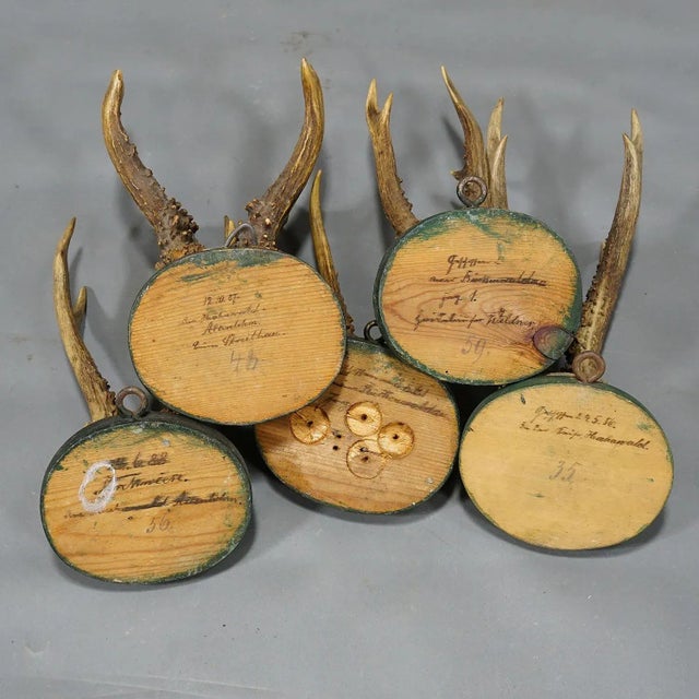 A Set of Five Antique Black Forest Deer Trophies on Wooden Plaques 1880s For Sale - Image 6 of 9