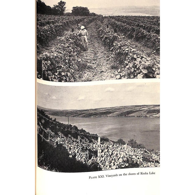 "Grapes and Vines: From Home Vineyards" 1945 Hedrick, U. P. For Sale In New York - Image 6 of 10