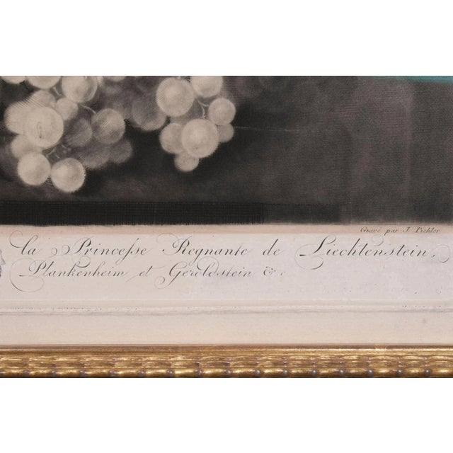 Very Fine and Rare Pair of Engravings by Pichler After Van Huysum Circa 1806 For Sale - Image 16 of 18