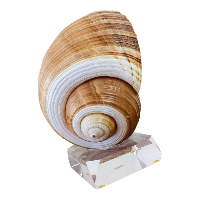 Vintage Brown & White Sea Snail Sea Shell on Lucite Base For Sale