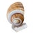 Vintage Brown & White Sea Snail Sea Shell on Lucite Base For Sale