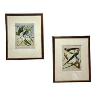 Framed “Parakeets” Bird Lithographs - a Pair by John Cassell For Sale
