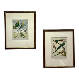 Framed “Parakeets” Bird Lithographs - a Pair by John Cassell