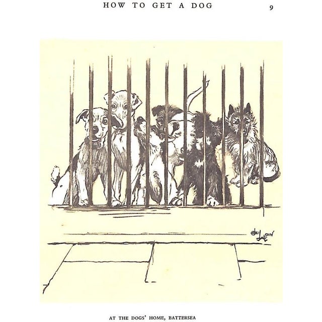 White "Dogs of Character" Book 1927 Aldin, Cecil For Sale - Image 8 of 12