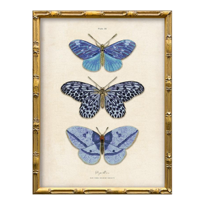 Reproduction Vintage Blue Butterfly Art Print (1), Framed