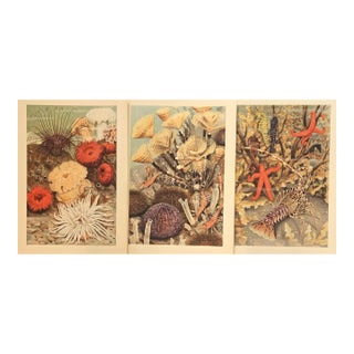 1945 Set of 3 Sea/Ocean Life Vintage Prints For Sale