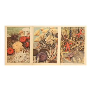 1945 Set of 3 Sea/Ocean Life Vintage Prints