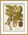 18th Century Botanical Engravings XI Framed Art Print For Sale