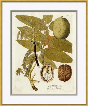18th Century Botanical Engravings XI Framed Art Print