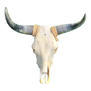 Vintage Long Horn Steer Head Taxidermy Skull Wall Hanging