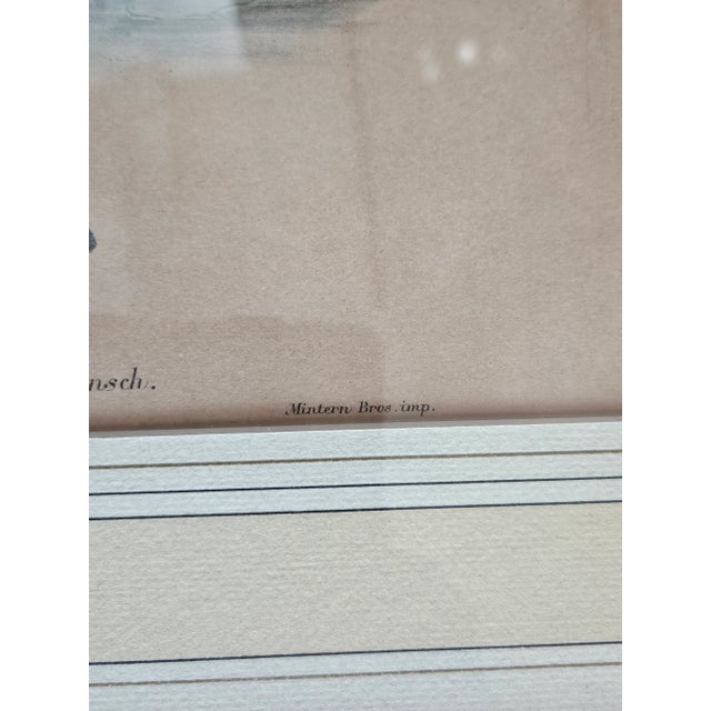 Three Hand Colored J Gould Bird Prints For Sale - Image 11 of 11