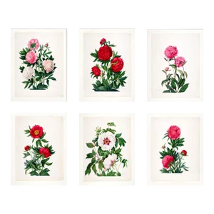 Reproduction Victorian Botanical Prints - Set of 6 Peonies - 16" X 20"