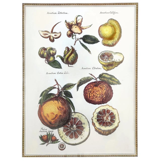 Prints Botanical Pair Framed For Sale - Image 11 of 16