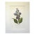 Vintage Pierre-Josephe Redouté Print in 14x18 Mat - Dark Blue Plantain Lily For Sale