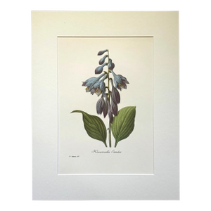 Vintage Pierre-Josephe Redouté Print in 14x18 Mat - Dark Blue Plantain Lily