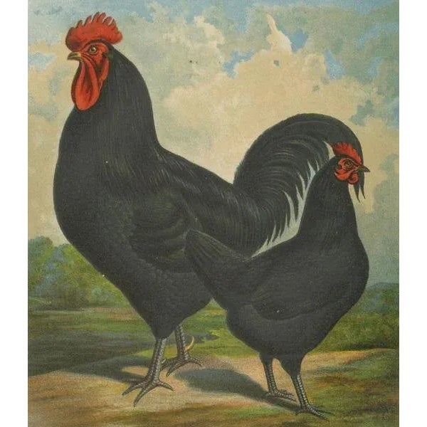 Paper Volschau, Langshan Poultry, 1888, Lithograph For Sale - Image 7 of 10