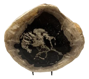 Live Edge Petrified Wood B